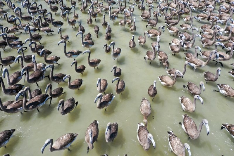 İzmir’de kreşteki flamingo yavruları rüzgara karşı kanat çırpmaya başladı! Kartpostallık görüntüler oluştu
