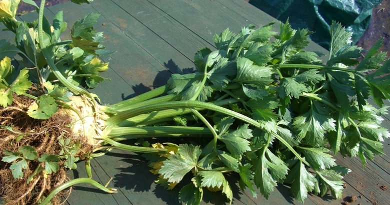 Menopoz döneminde Brokoli ve kereviz tüketmek dişleri koruyor