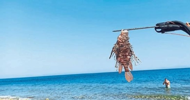 Milas Ören’de zehirli aslan balıgı istilası