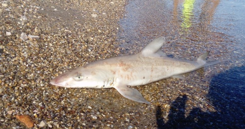Bodrum’da ölü köpek balığı karaya vurdu