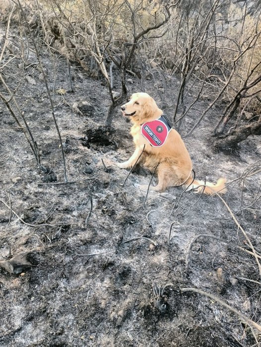 Yangının çıktığı noktayı ‘Kadro’ buldu! Bunu yapabilen tek köpek
