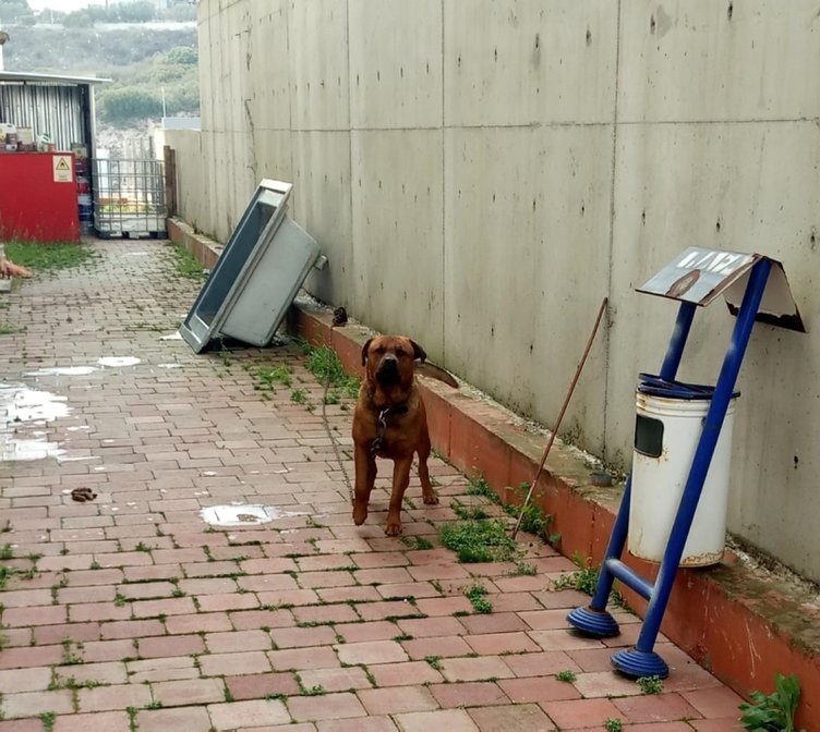 İzmir’de iş görüşmesine gittiği fabrikada köpek saldırdı