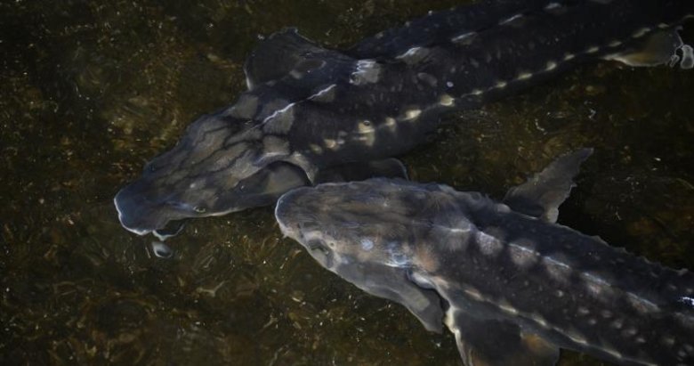 Türk havyarı dünya piyasasında olacak