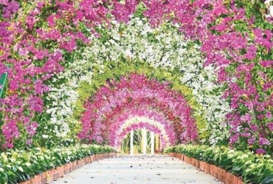 Her biri duygulara tercüman: Çiçekler