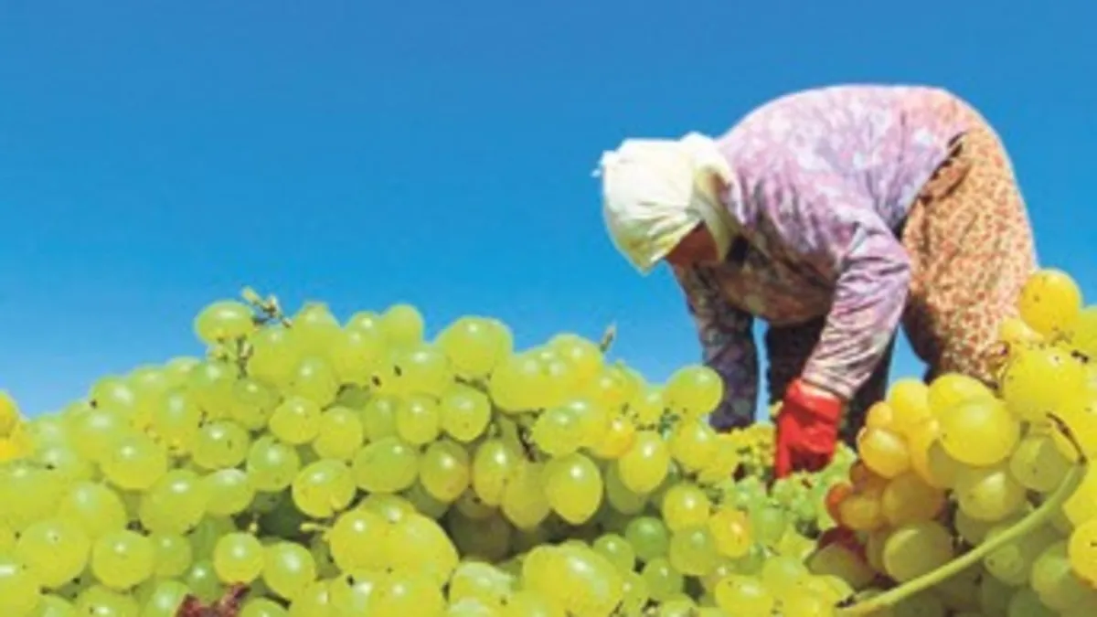 TARİŞ kuru üzüm fiyatını 80 TL olarak belirledi