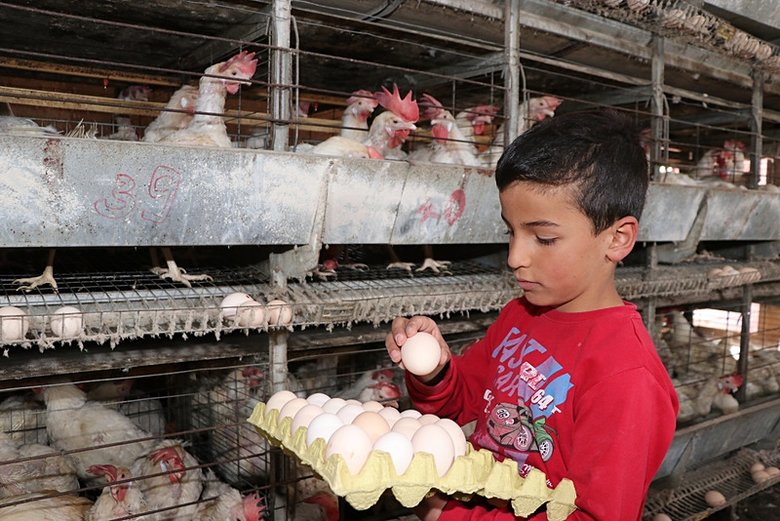Yum-Bir Başkanı İbrahim Afyon’dan açıklama: Yumurta temininde denge sağlandı