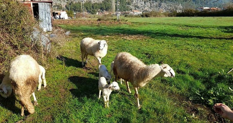 Marmaris’te çobanlara kurt ve domuz korkusu sardı