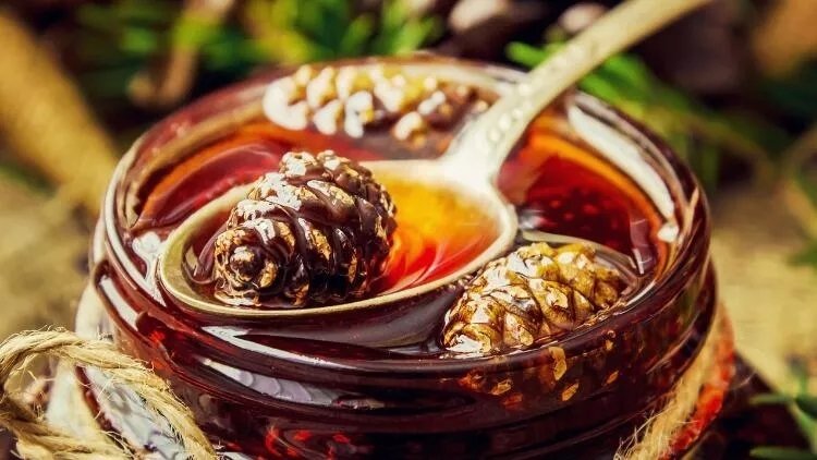 Doğal şifa kaynağı kozalak pekmezinin faydaları saymakla bitmiyor