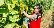 Manisa’nın organik üzümleri mercek altında!