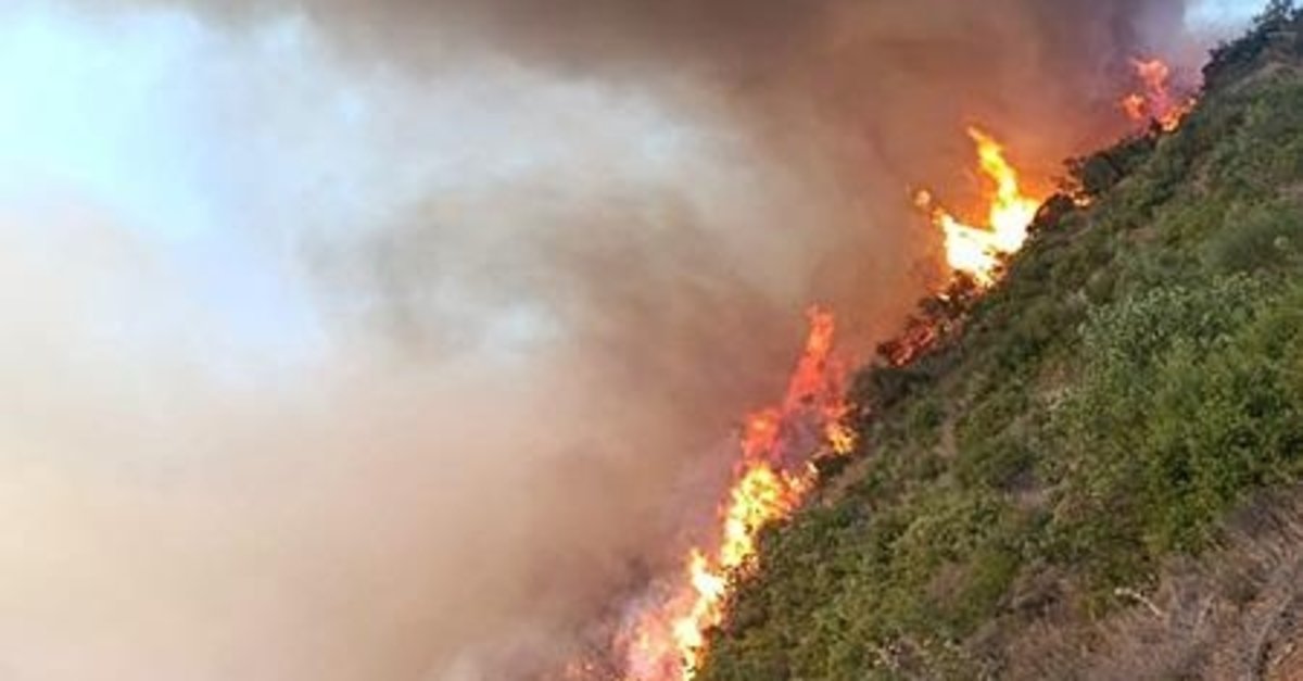 Balıkesir'de orman yangını!