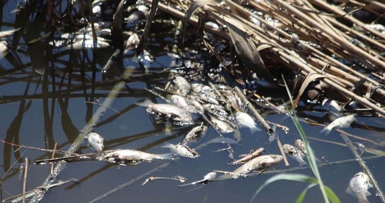 Büyük Menderes’te kirlilik alarmı! Balık ölümlerinin nedeni ne?