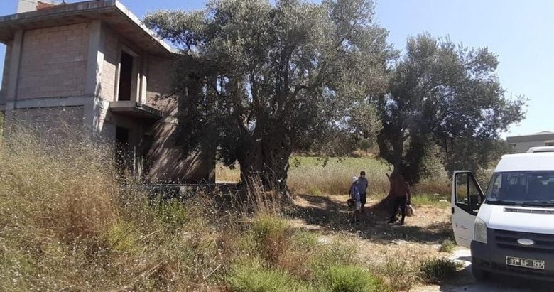 1500 yıllık zeytin ağacının yanına yapılan villa yıkıldı