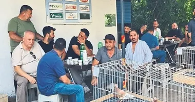 Tokur güvercinleri görücüye çıktı
