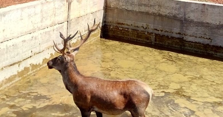 Sulama havuzuna düşen geyik bayıltılarak kurtarıldı