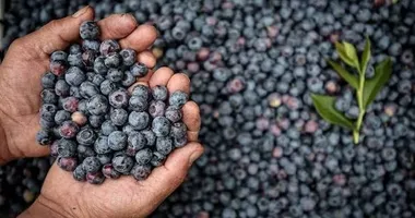 O meyveleri tüketenler yaşadı! Bakın hangi rahatsızlıklara iyi geliyor