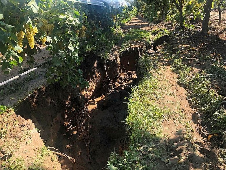 Sarıgöl’de sel suları fay hattını doldurunca... Üzüm bağlarında endişelendiren görüntü