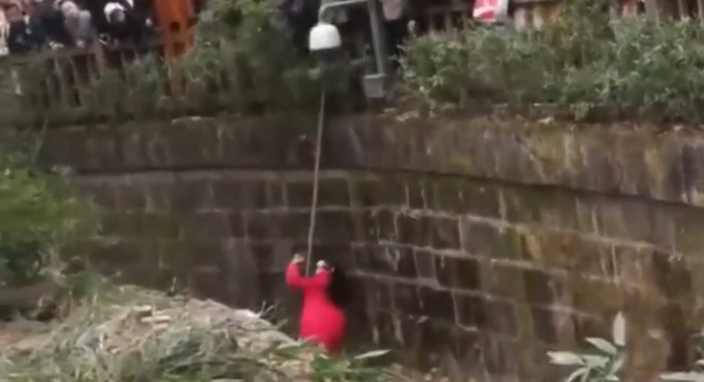Küçük kız pandaların bulunduğu kafese düştü!