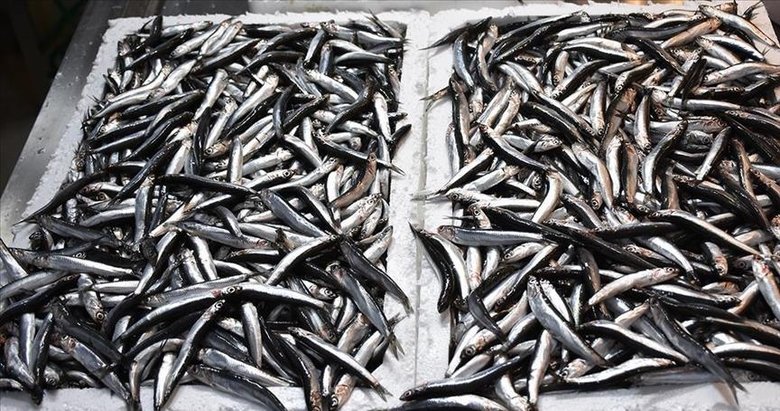 Av sezonunda hamsi ihracatındaki gelir 9 milyon doları aştı