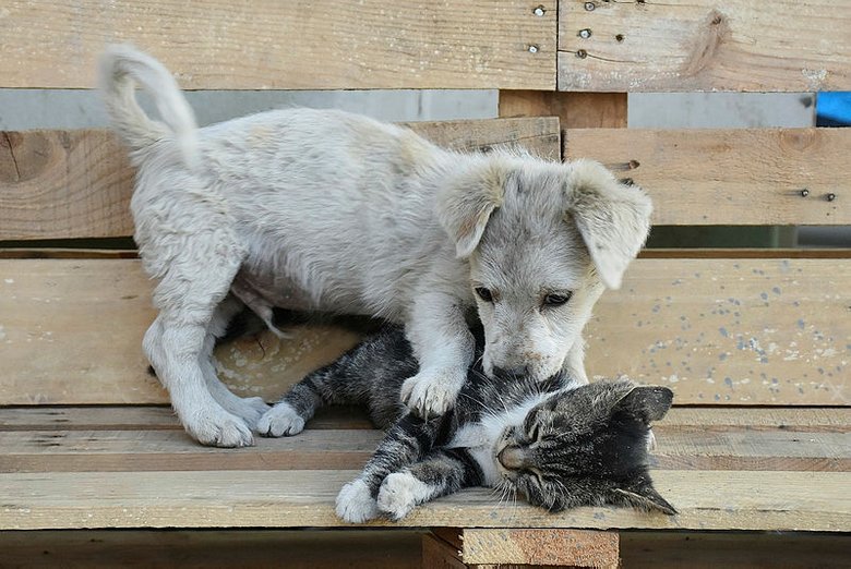 Manisa�da kedi yavrusu ile köpek yavrusunun iç ısıtan dostluğu Manisa