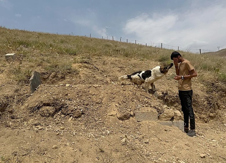 Vefalı köpek mezar başında nöbet tutuyor: Günlerdir oradan ayrılmıyor!