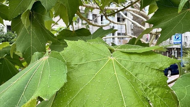 İzmirliye çile oldu! Beyaz sineklerden ne zaman kurtulacağız? Uzmanı tarih verdi