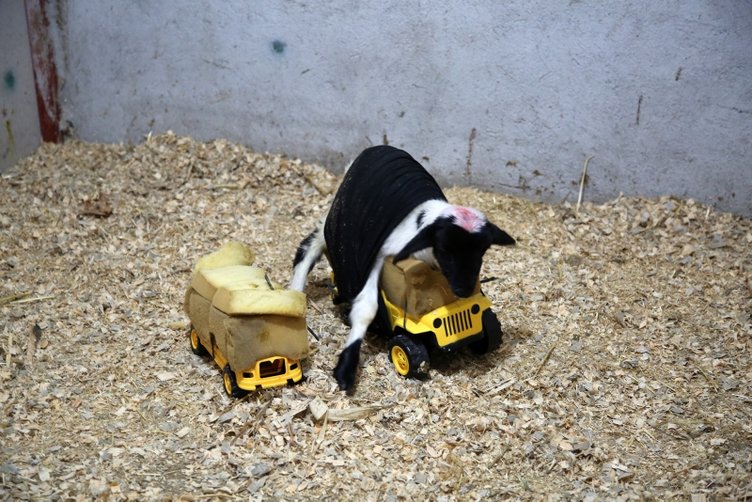 Manisalı besiciden ilginç yöntem! Kuzusu anne sütü alabilsin diye...