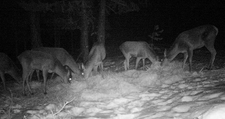 Kütahya’da kızıl geyiklerin beslenme anları fotokapana yansıdı