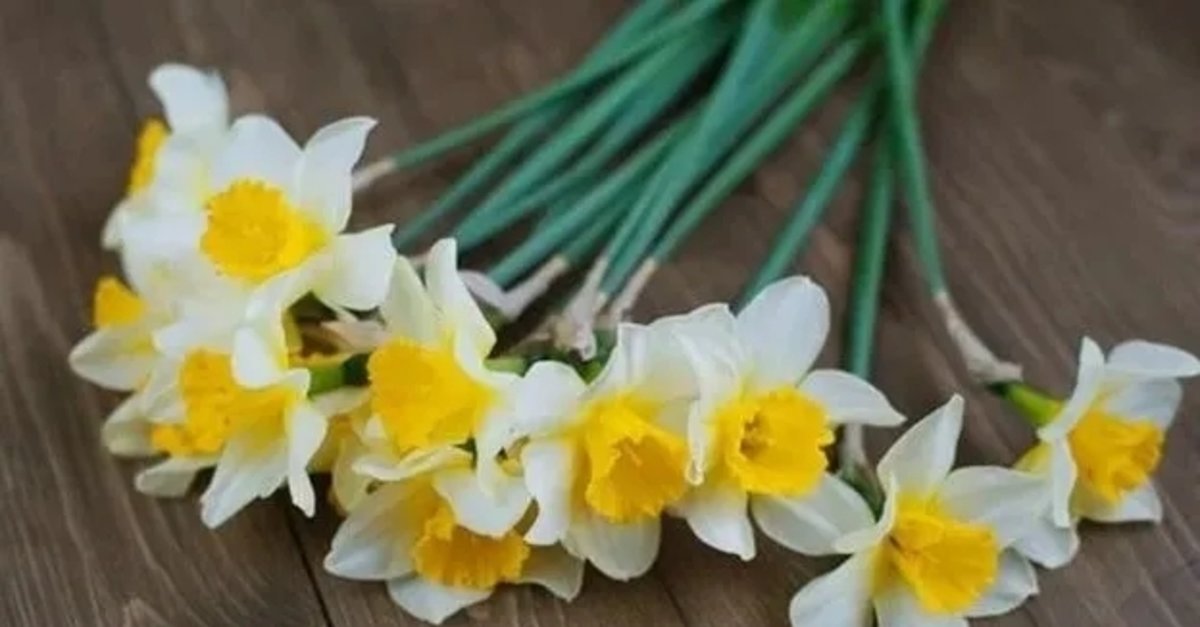 Bilim insanları peşinde! İzmir’de yetişen nergisle ilgili gerçek ortaya çıktı!