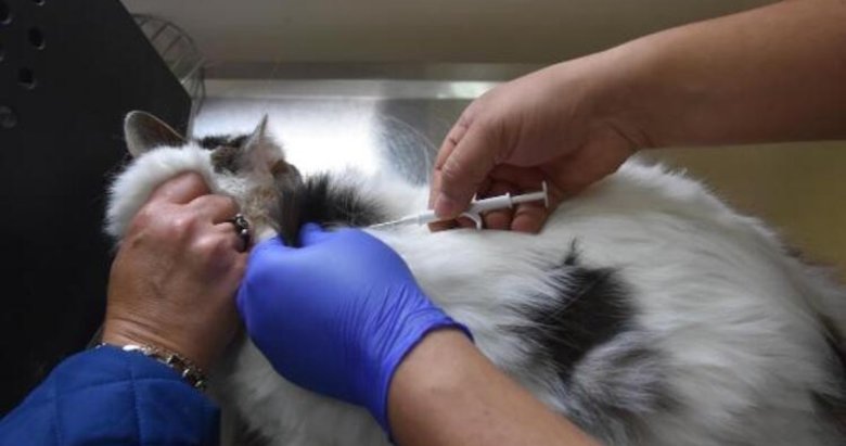 Evcil hayvanı olanlar dikkat: Ceza yemeyin! 3 hafta sonra başlıyor