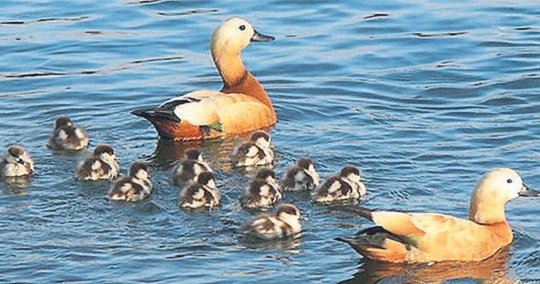 Aşkı ‘Angut’ kuşu gibi yaşamak