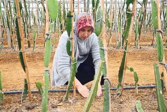 Pandemide ejder meyvesi ile tanıştı hayatı değişti