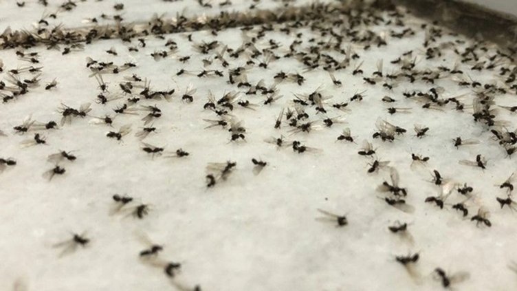 Sivrisinek ısırığının kaşıntısı nasıl geçer?