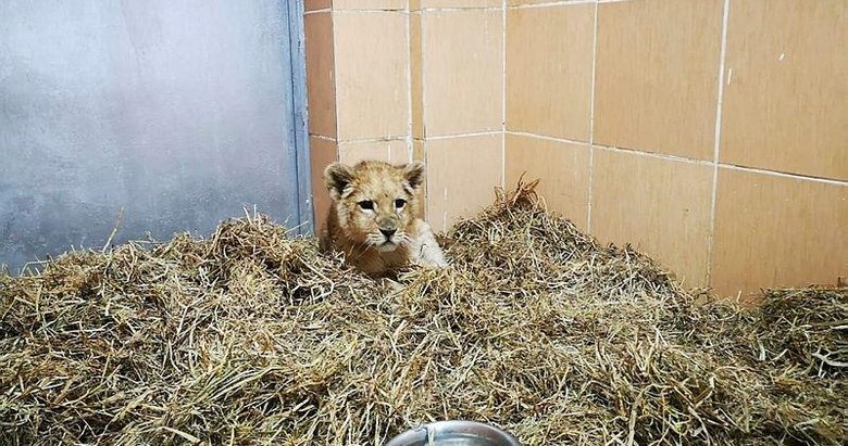 İzmir’de bir çiftlikte 3 aylık yavru aslan ele geçirildi