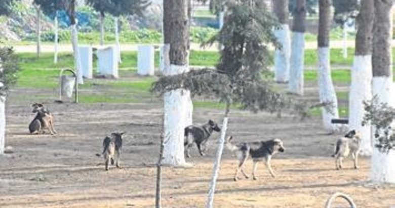 Sokak hayvanlarına kapsamlı çözüm