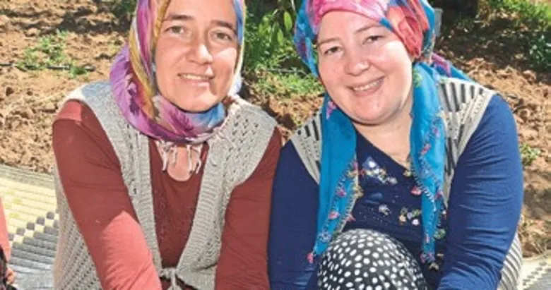 Coğrafi işaretli Demirci kirazı hasadı başladı