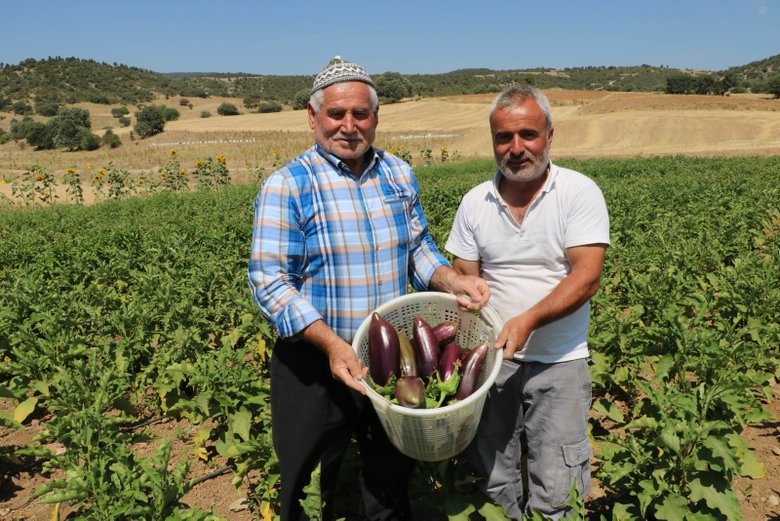 Afyon’da asırlık ata tohumu ile patlıcan üretiyorlar
