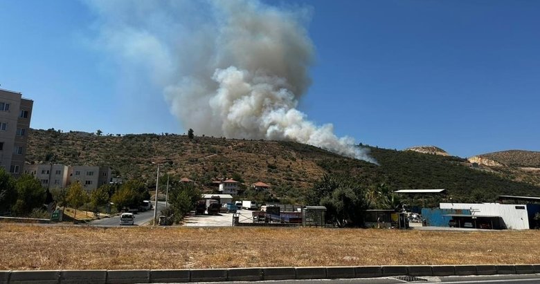 Muğla’da zeytinlik alanda yangın çıktı