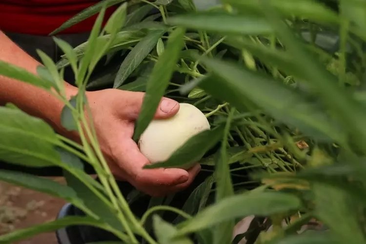 Pepino nedir? Kan şekerini dengeleyen leziz enerji deposu pepino meyvesinin faydaları nelerdir?