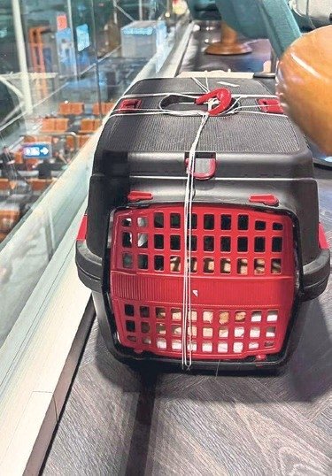 Felçli köpeğin hayatı değişti