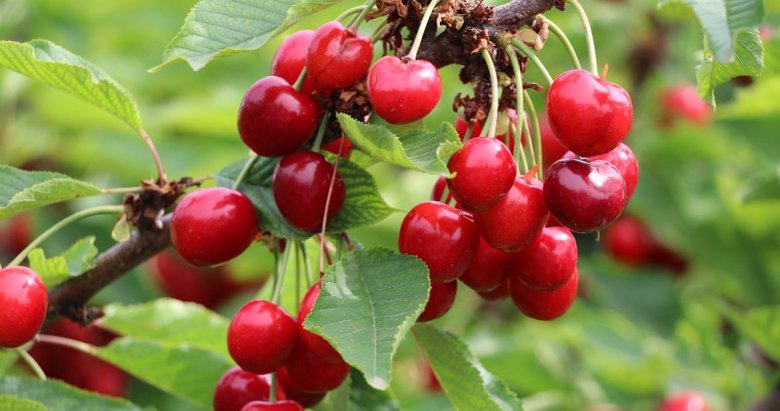 İzmir ve Manisa’da yılda 160 bin ton üretiliyor! Napolyon kirazında ihracat hızlı başladı