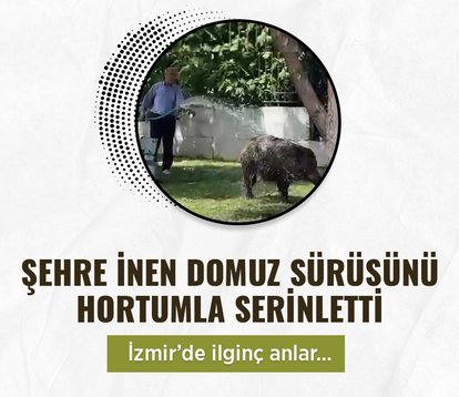 İzmir’de şehre inen domuz sürüsünü hortumla serinletti