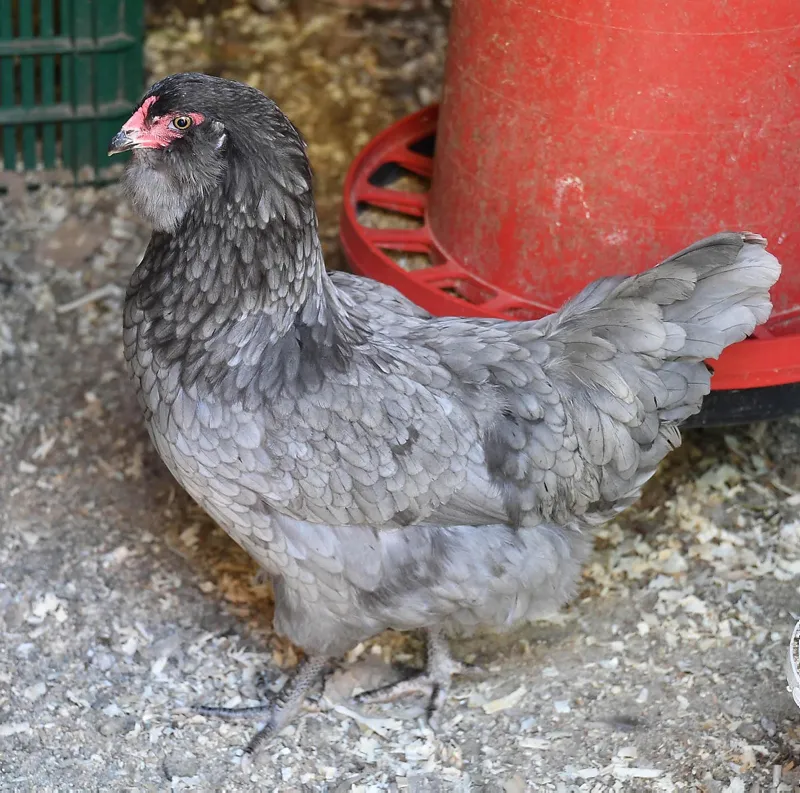 Manisa’da mavi yumurtlayan tavuklar şaşırttı