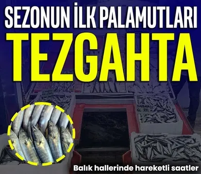 Sezonun ilk palamutları tezgahta