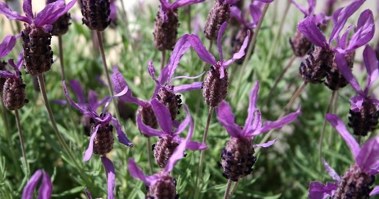 Karabaş otu neye iyi gelir? Faydaları nelerdir?
