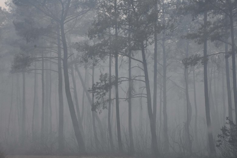 Muğla Marmaris’te orman yangını! İşte bölgedeki son durum...