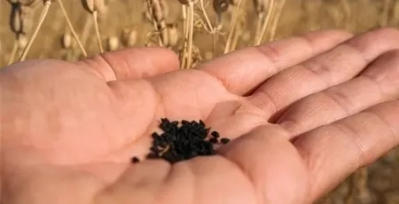 Çörek otunun faydaları nelerdir?
