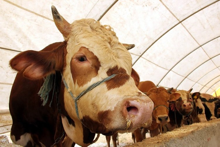 Kimler kurban kesmekle yükümlüdür? Banka kredisiyle kurban kesilebilir mi?