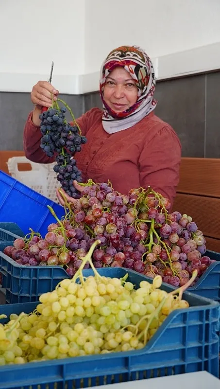 uzum-gibi-gorunuyor-cilek-gibi-tadi-var-manisada-cilek-tadi-veren-uzum-hasat-edildi-1787486925018.jpeg