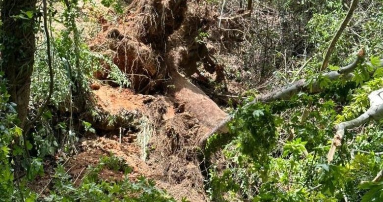 Muğla’da üzerine ağaç devrilen Rus turist öldü