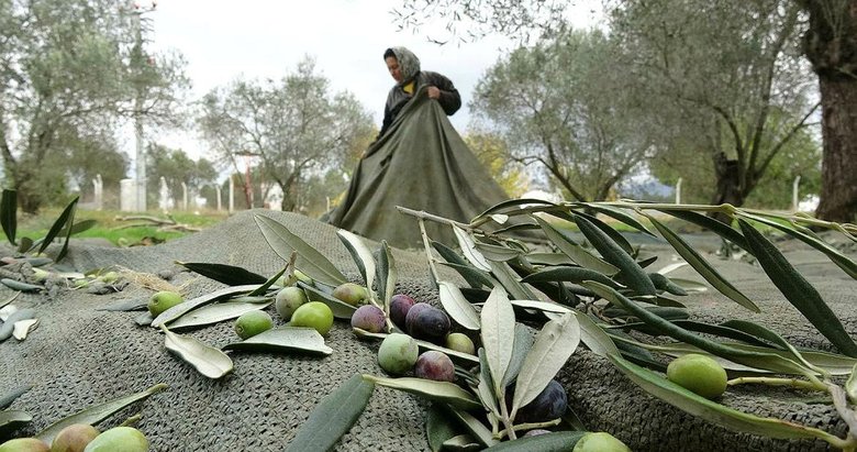 Edremit Körfezi’nde zeytin hasadı 10 bin kişiye iş kapısı oldu